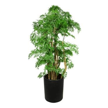 森樹種植|5個森樹種植常見錯誤